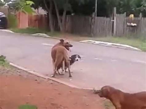 gozando na buceta da cachorra|Macho dotado comendo buceta da cachorra